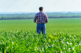 Engenheiro Agrônomo – Gerente de Fazenda