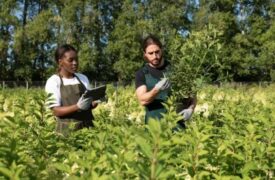 Vagas de estágio e emprego para estudantes e agrônomos no Brasil