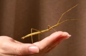 Biofábrica de Insetos da UEMA no 18° SICONBIOL