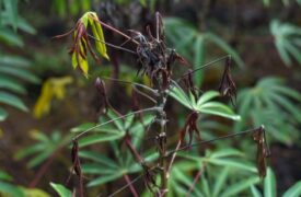 Vassoura-de-bruxa da mandioca
