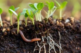 Professor da Agronomia publica artigo sobre a importância das minhocas para a agricultura